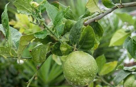 中学记叙文傅菲的酸橙阅读分析答案 酸橙阅读的意义 中学记叙文傅菲的酸橙阅读分析答案 酸橙阅读的意义