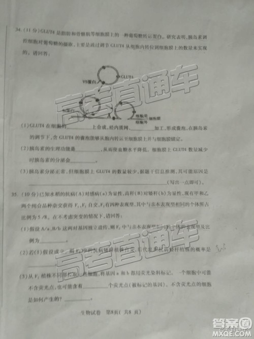 泉州市2019届普通高中毕业班单科质量检查生物试卷及答案解析 泉州市2019届普通高中毕业班单科质量检查生物试卷及答案解析