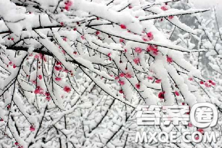 梅须逊雪三分白雪却输梅一段香作文800字 关于梅须逊雪三分白雪却输梅一段香作文 梅须逊雪三分白雪却输梅一段香作文800字 关于梅须逊雪三分白雪却输梅一段香作文