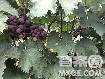 大学生乡村振兴实践报告 大学生乡村振兴实践报告范文3000字 大学生乡村振兴实践报告 大学生乡村振兴实践报告范文3000字