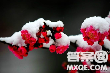 梅须逊雪三分白雪却输梅一段香作文800字 关于梅须逊雪三分白雪却输梅一段香作文 梅须逊雪三分白雪却输梅一段香作文800字 关于梅须逊雪三分白雪却输梅一段香作文