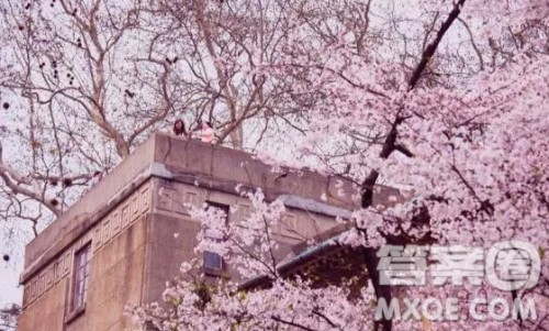 和服赏樱作文 关于武大和服赏樱的作文800字 和服赏樱作文 关于武大和服赏樱的作文800字