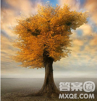 是金子在哪里都会发光作文800字 是金子在哪里都会发光作文 是金子在哪里都会发光作文800字 是金子在哪里都会发光作文