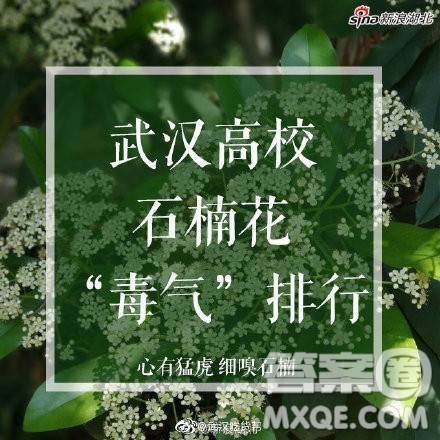 为什么武汉的大学种这么多石楠花 武汉高校为什么种石楠花 为什么武汉的大学种这么多石楠花 武汉高校为什么种石楠花