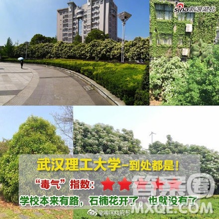 为什么武汉的大学种这么多石楠花 武汉高校为什么种石楠花 为什么武汉的大学种这么多石楠花 武汉高校为什么种石楠花