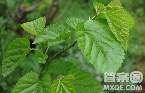 养蚕日记作文 小学生养蚕日记写作 养蚕日记作文 小学生养蚕日记写作