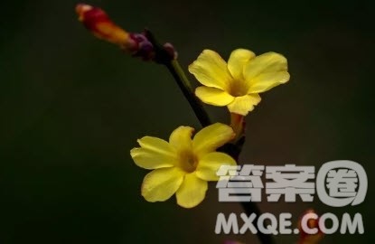 迎春花作文 关于迎春花的作文500字 迎春花作文 关于迎春花的作文500字