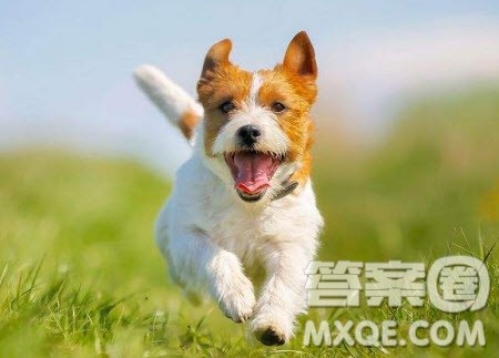 我家的小狗作文 关于我家的小狗的作文600字 我家的小狗作文 关于我家的小狗的作文600字