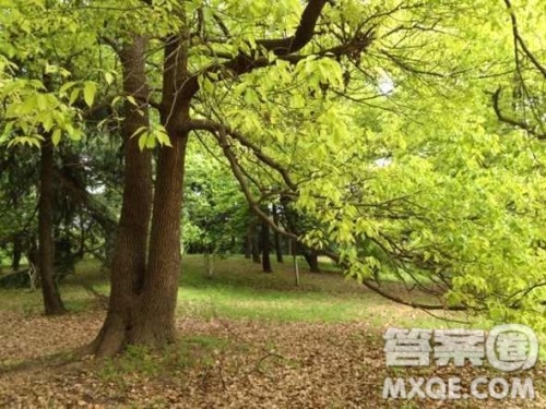 描写植物的作文600字 关于对植物的描写的作文600字 描写植物的作文600字 关于对植物的描写的作文600字