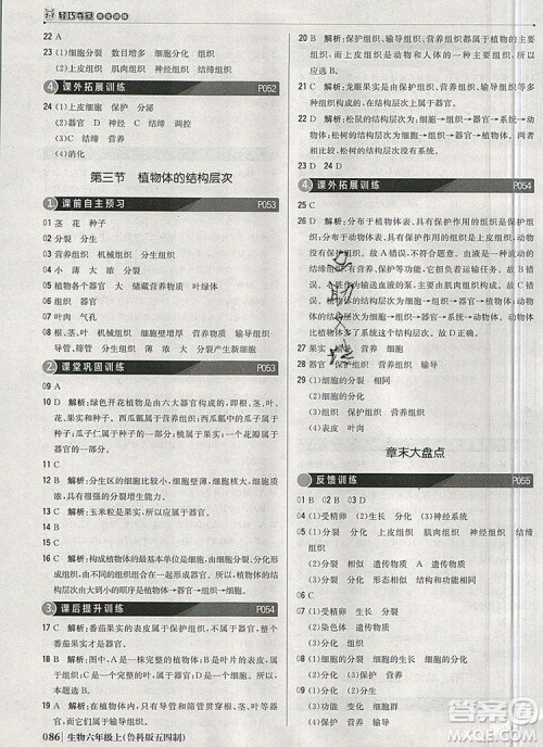 1加1轻巧夺冠优化训练六年级生物上册鲁科版五四制银版2019年秋参考答案 1加1轻巧夺冠优化训练六年级生物上册鲁科版五四制银版2019年秋参考答案