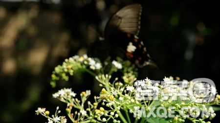 夏天的色彩初中作文600字 关于夏天的色彩的作文600字