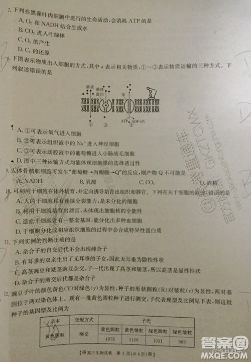 2020届陕西金太阳高三10月联考生物试题及参考答案 2020届陕西金太阳高三10月联考生物试题及参考答案