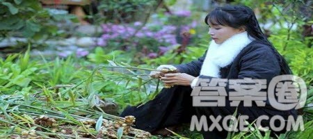 文化输出李子柒作文800字 李子柒文化输出作文800字 文化输出李子柒作文800字 李子柒文化输出作文800字