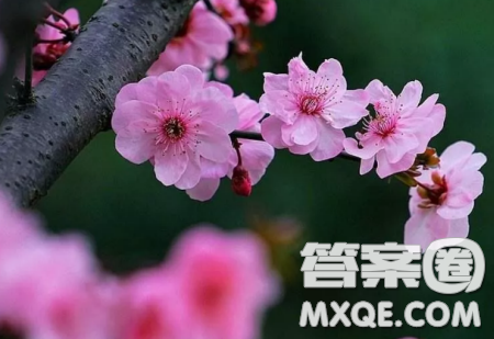 我最喜欢的植物作文400字 我最喜欢的植物小学作文范文 我最喜欢的植物作文400字 我最喜欢的植物小学作文范文