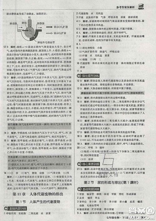 2020新版1加1轻巧夺冠优化训练七年级生物下册北师版答案 2020新版1加1轻巧夺冠优化训练七年级生物下册北师版答案