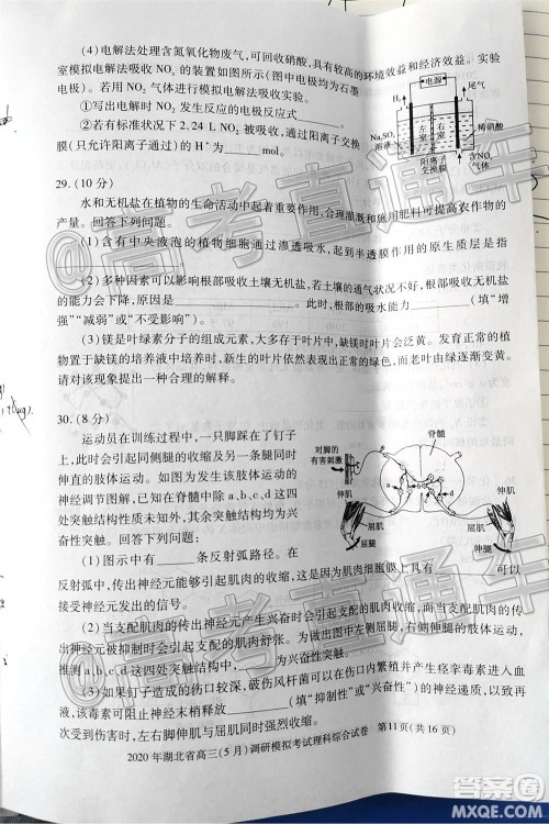 2020年湖北省高三5月调研模拟考试理科综合试题及答案 2020年湖北省高三5月调研模拟考试理科综合试题及答案