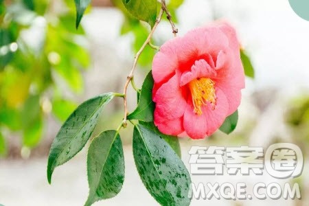 以XX是一种美丽的痛为题作文600字 关于__是一种美丽的痛的作文600字 以XX是一种美丽的痛为题作文600字 关于__是一种美丽的痛的作文600字