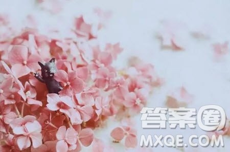 以花开有期为题作文600字 关于花开有期的作文600字 以花开有期为题作文600字 关于花开有期的作文600字