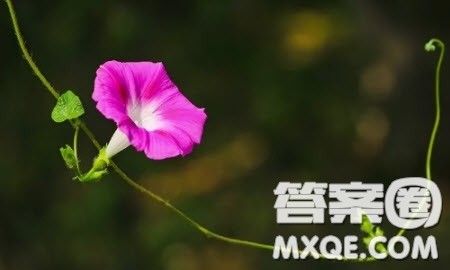 关于一鸣惊人的小学生作文400字 以一鸣惊人为题的小学生作文400字