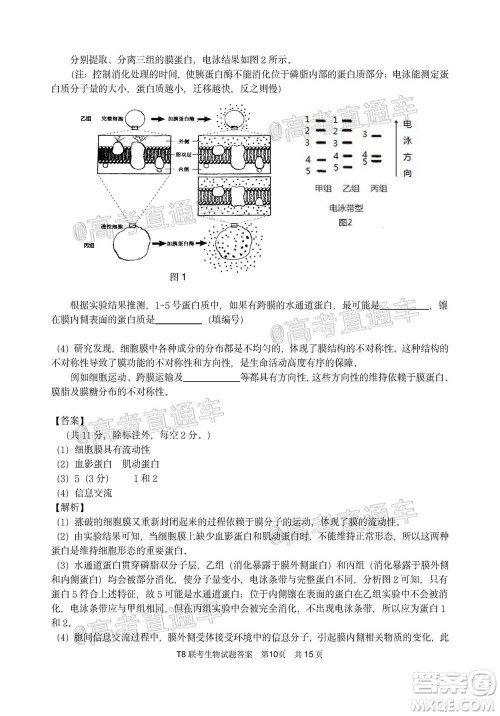 T8联考新八校2021届高三第一次联考生物试题及答案