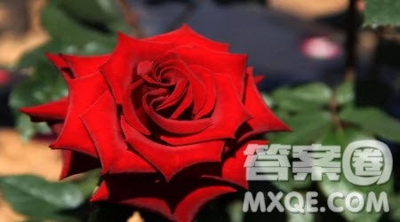 春天和玫瑰的选择材料作文800字 关于春天和玫瑰的选择的材料作文800字