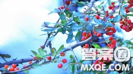 以红豆为题作文600字 关于以红豆为题的作文600字 以红豆为题作文600字 关于以红豆为题的作文600字