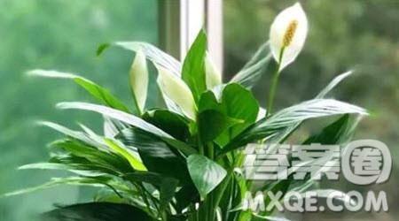 我最喜欢的花卉小学生作文400字 关于我最喜欢的花卉的小学生作文400字