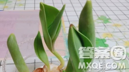 我的植物朋友小学生三年级作文300字 关于我的植物朋友的小学生三年级作文300字