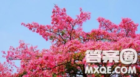 写异木棉树的小学生作文400字 关于异木棉树的描写小学生作文400字