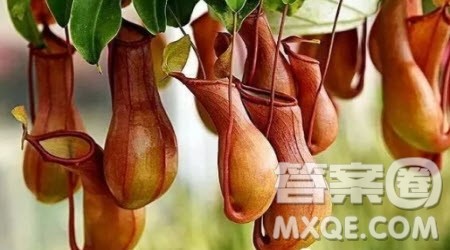 写猪笼草的小学生作文400字 关于写猪笼草的小学生作文400字