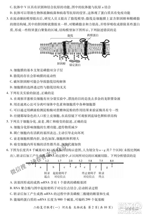 百师联盟2021届高三二轮复习联考一新河北卷生物试卷及答案 百师联盟2021届高三二轮复习联考一新河北卷生物试卷及答案