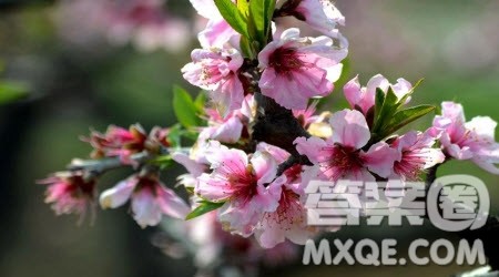 对初春景象的具体描写作文600字 关于对初春景象的具体描写的作文600字 对初春景象的具体描写作文600字 关于对初春景象的具体描写的作文600字