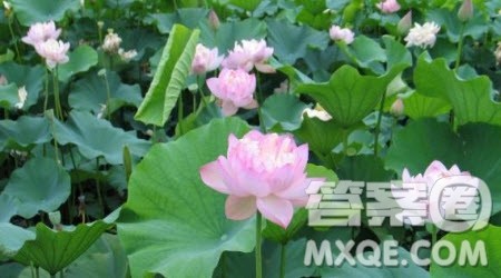 写莲花的作文600字 关于写莲花的作文600字