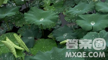 夏天的雨小学生作文300字 关于夏天的雨小学生作文300字