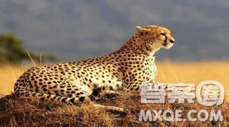 我最喜欢的动物小学二年级作文200字 关于我最喜欢的动物的小学二年级作文200字