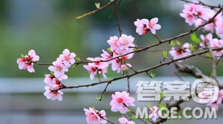 关于对植树的感想作文600字 对植树的感想作文600字