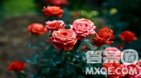 开满鲜花的日子为题作文600字 关于开满鲜花的日子的作文600字