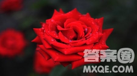 讲台上的玫瑰花作文600字 关于讲台上的玫瑰花的作文600字