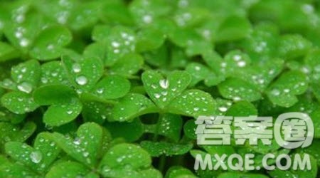 写春雨的小学三年级作文300字 关于写春雨的小学三年级作文300字 写春雨的小学三年级作文300字 关于写春雨的小学三年级作文300字