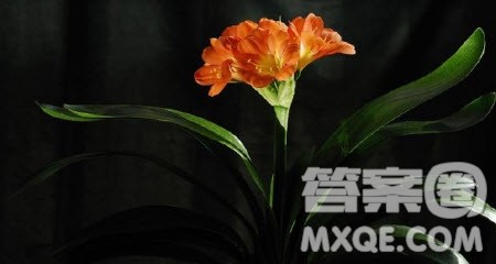 曲径通幽为话题作文800字 关于曲径通幽为话题的作文800字 曲径通幽为话题作文800字 关于曲径通幽为话题的作文800字