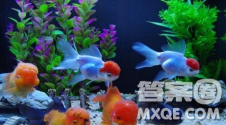 描写小金鱼的小学生作文400字 关于描写小金鱼的小学生作文400字 描写小金鱼的小学生作文400字 关于描写小金鱼的小学生作文400字