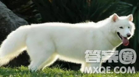 可爱的小狗小学生作文400字 关于写可爱的小狗的小学生作文400字 可爱的小狗小学生作文400字 关于写可爱的小狗的小学生作文400字