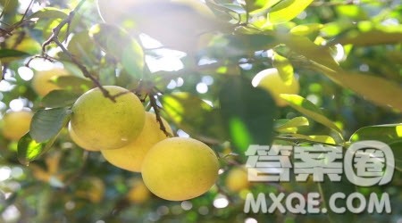 写柚子树相关的作文600字 关于写柚子树的作文600字 写柚子树相关的作文600字 关于写柚子树的作文600字