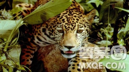 丛林探险仿写作文400字 关于丛林探险的仿写作文400字 丛林探险仿写作文400字 关于丛林探险的仿写作文400字