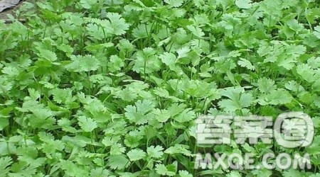 让你心动的植物作文600字 关于让你心动的植物的作文600字 让你心动的植物作文600字 关于让你心动的植物的作文600字