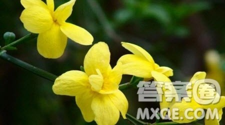 关于迎春花的作文600字 与迎春花相关的作文600字 关于迎春花的作文600字 与迎春花相关的作文600字