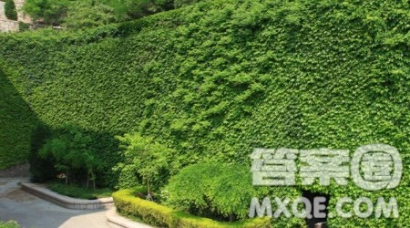 写爬山虎的作文600字 关于写爬山虎的作文600字 写爬山虎的作文600字 关于写爬山虎的作文600字