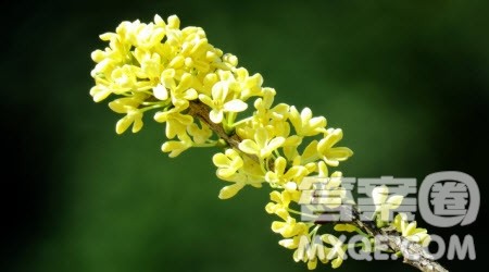 一朵桂花飘过古城作文600字 关于一朵桂花飘过古城的作文600字 一朵桂花飘过古城作文600字 关于一朵桂花飘过古城的作文600字