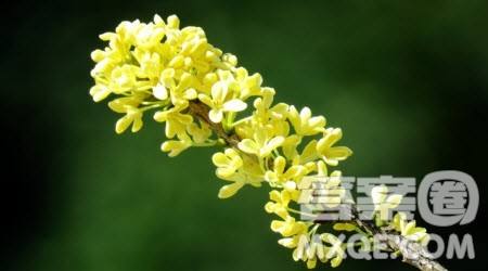 一朵桂花飘过古城作文600字 关于一朵桂花飘过古城的作文600字