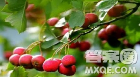 _____的重生作文600字 以_____的重生为题的作文600字 _____的重生作文600字 以_____的重生为题的作文600字